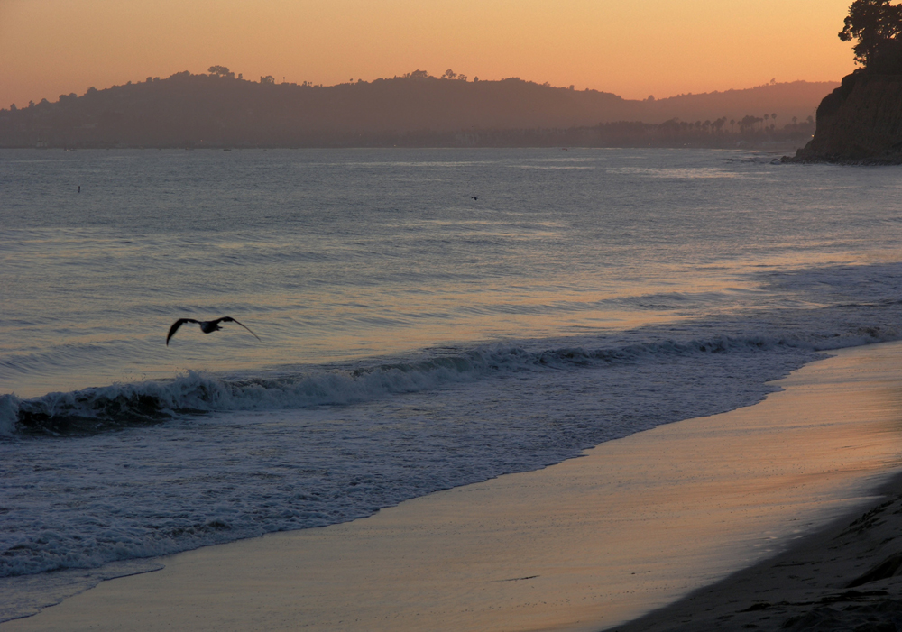 Pelican flying at sunset