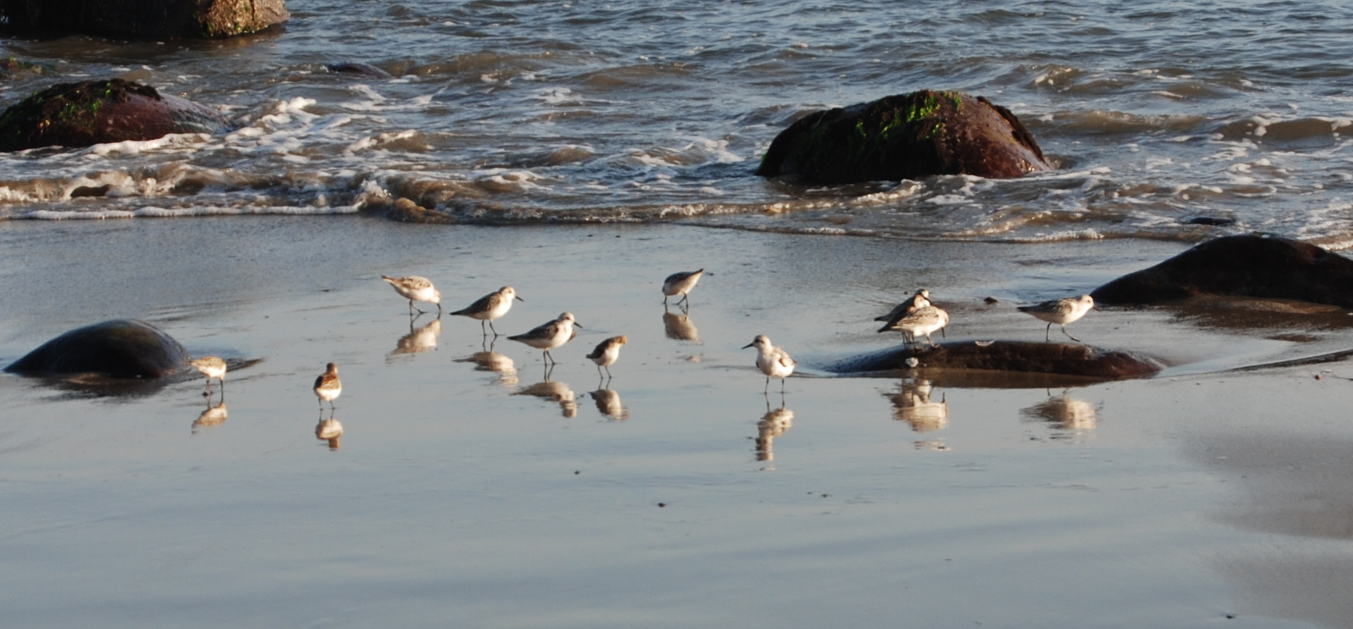 group of snowy plovers on beach